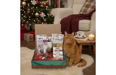 Caja de Navidad para gatos &ndash; Juguetes y snacks festivos
