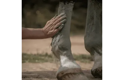 Pack descubrimiento de cuidados naturales para caballos &ndash; Rutina completa de bienestar y recuperaci&oacute;n - Nellumbo