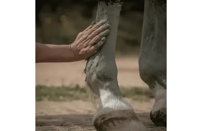 Entdecker-Pflegeset f&uuml;r Pferde &ndash; Nat&uuml;rliche Komplett-Routine f&uuml;r Wohlbefinden & Regeneration - Nellumbo
