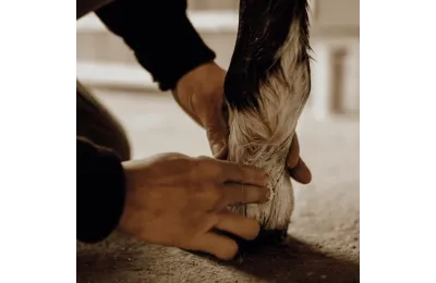 Ontdekkingspakket natuurlijke verzorging voor paarden &ndash; Complete welzijns- en herstelroutine - Nellumbo