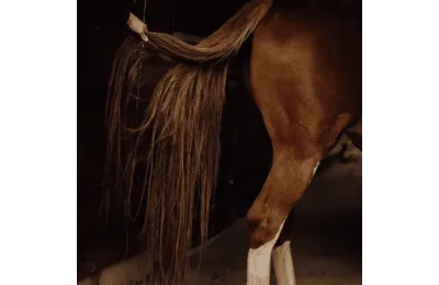 Ontdekkingspakket natuurlijke verzorging voor paarden &ndash; Complete welzijns- en herstelroutine - Nellumbo