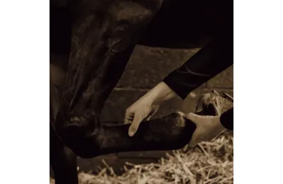 Entdecker-Pflegeset f&uuml;r Pferde &ndash; Nat&uuml;rliche Komplett-Routine f&uuml;r Wohlbefinden & Regeneration - Nellumbo