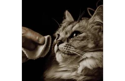 Wohlf&uuml;hl-Pflegeset f&uuml;r Katzen &ndash; Sanfte Reinigung & nat&uuml;rlicher Glanz - Nellumbo