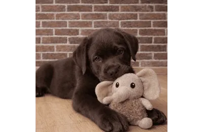 Kuscheltier Elefant f&uuml;r Welpen und kleine Hunde &ndash; weicher Pl&uuml;sch in Beige