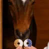 Anti-Desperdicio: D&uacute;o de donuts ar&aacute;ndano & escaramujo para caballos