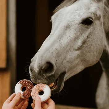 Anti-Gaspi: Duo van donuts met korenbloem & roos voor paarden
