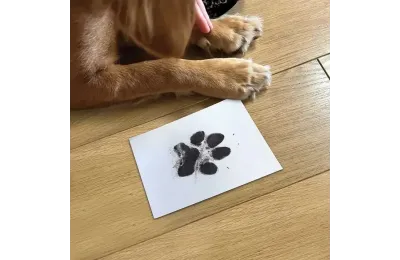 Paw print keepsake kit for pets - The Lovely Gift Group