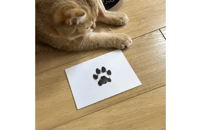 Paw print keepsake kit for pets - The Lovely Gift Group