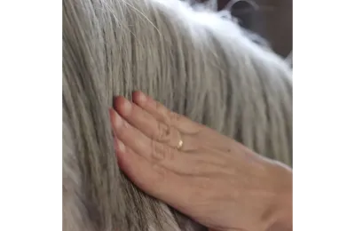 Voedend serum voor paardenmanen &ndash; natuurlijke verzorging voor glans en herstel - Nellumbo