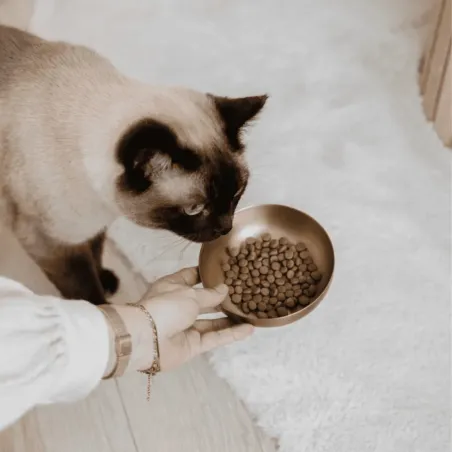 Kattenvoerbak van roestvrij staal in goudkleur &ndash; antislip onderzijde 300 ml