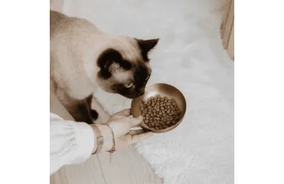 Stainless steel cat bowl in gold finish &ndash; non-slip base 300 ml