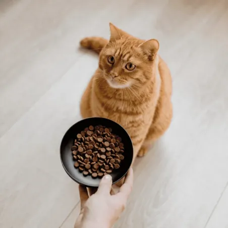 Stainless steel cat bowl in anthracite &ndash; non-slip base 300 ml