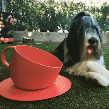 Cuenco anti-salpicaduras para perro con alfombrilla antideslizante &ndash; dise&ntilde;o taza (rojo) - United Pets