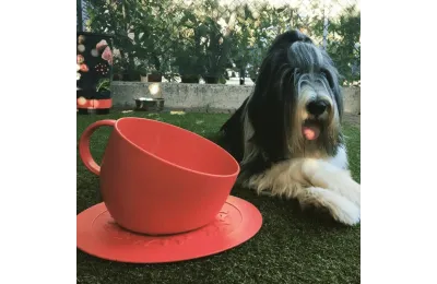 Ciotola anti-schizzi per cani con tappetino antiscivolo &ndash; design a tazza (rosso) - United Pets