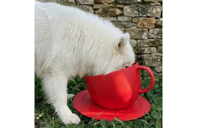 Gamelle chien anti-&eacute;claboussures rouge avec tapis antid&eacute;rapant &ndash; design tasse