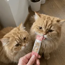 Snacks cremosos para gatos en sticks &ndash; pollo & queso o salm&oacute;n & krill &ndash; x4 (60 g)