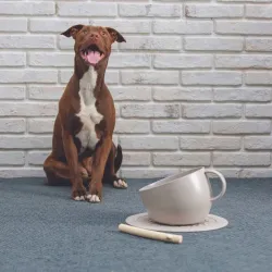 Gamelle anti-&eacute;claboussures pour chien taupe avec tapis antid&eacute;rapant &ndash; design tasse - United Pets