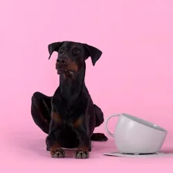 Gamelle anti-&eacute;claboussures pour chien taupe avec tapis antid&eacute;rapant &ndash; design tasse - United Pets