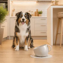Ciotola anti-schizzi per cane taupe con tappetino antiscivolo – design a tazza