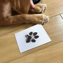 Cadre empreinte chien chat + recharge | Coffret souvenir