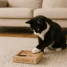 Ensemble cadeau chat Plaisir d&rsquo;offrir | Bien-&ecirc;tre, souvenir & jouets