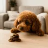 Pack gourmandises festives pour chien | Merlin&Cie
