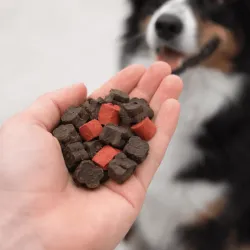Trainingsset gro&szlig;er Hund Gr&ouml;&szlig;e L | Merlin&Cie