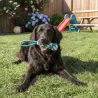 Large dog training pack size L | Merlin&Cie