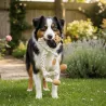 Premium educatiepakket grote hond maat L | Merlin&C