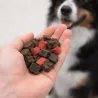 Pack &eacute;ducation grand chien premium L | Merlin&Cie