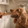 Pack &eacute;ducation petit chien premium S | Merlin&Cie