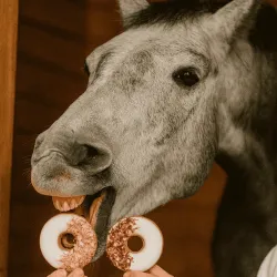 Anti-Waste Horse Treat Box: Herb Sticks, Donuts & &Eacute;clairs - 40% Off | Merlin & Cie