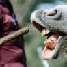 Pack Cheval Anti-Gaspi : Sticks, Donuts & &Eacute;clairs -40 % | Merlin & Cie
