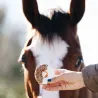 Pack Donuts Cheval Anti-Gaspi x8 -40 % | Merlin & Cie