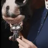 Anti-Verschwendung Dekorierte Pferdeleckerlis -40 % | Candy Horse
