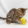 Gele Octopus Kattenspeeltje met Bel & Kattenkruid | Merlin&Cie