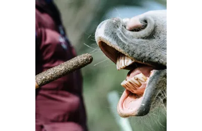Paardensnacks &ndash; 6 Kruidstokken met Natuurlijke Ingredi&euml;nten | Merlin&Cie