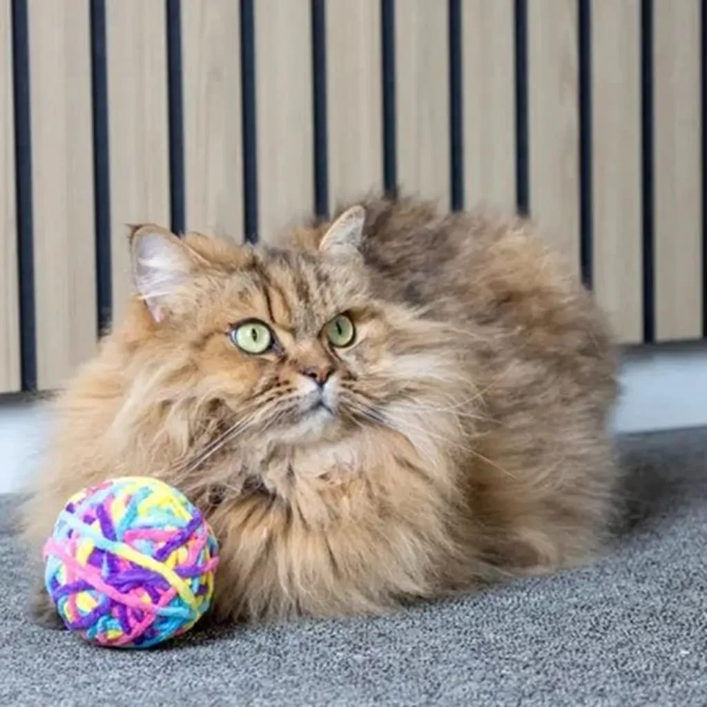Spielzeug f&uuml;r Katzen &ndash; Ball 8,2 cm (versch. Farben) - Flamingo
