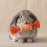 Jouet &agrave; Mordiller et faire Rouler pour Lapins  &ndash; Rouleau Orange