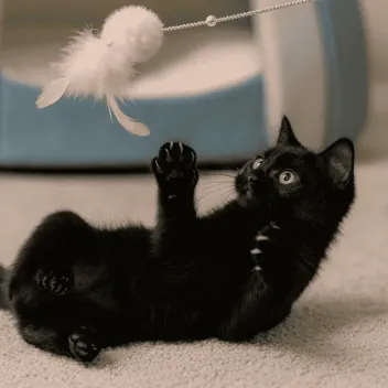 Jouet Canne &agrave; p&ecirc;che pour Chats &ndash;  Pompon et Plumes (plusieurs couleurs)