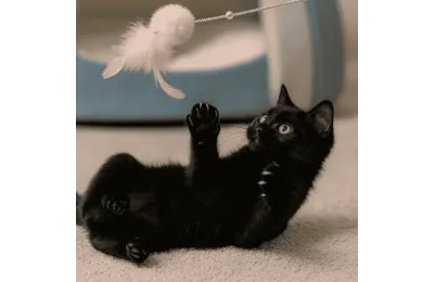 Jouet Canne &agrave; p&ecirc;che pour Chats &ndash;  Pompon et Plumes (plusieurs couleurs)