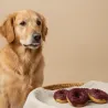 Pack 4 Donuts f&uuml;r Hunde &ndash; Huhn & Heidelbeere - Bubimex