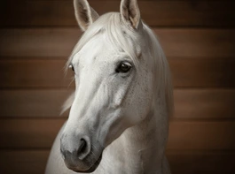 Caballo