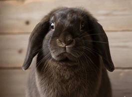 Conejo