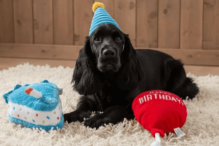 Een hond viert zijn verjaardag.