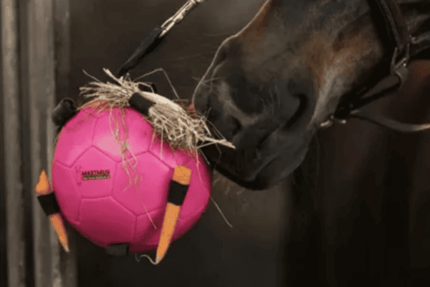 Een paard speelt met een bal in zijn stal