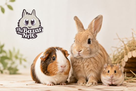 Ces petits animaux que l'on oublie trop souvent : rencontre avec l'association Au Bazar des NAC
