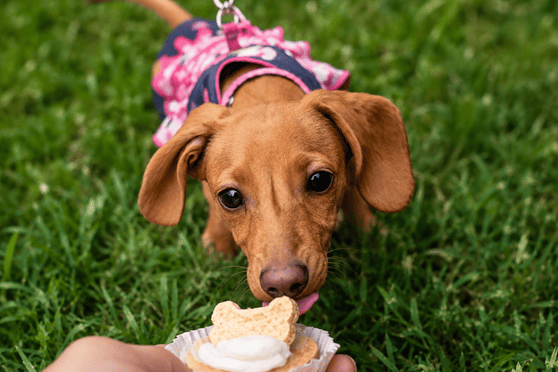 R&eacute;compenser son chien sans le g&acirc;ter : le bon dosage entre friandises, voix et jeu