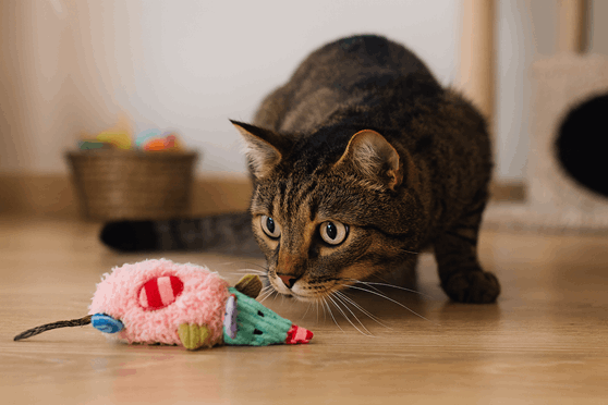 Juegos para gatos de interior: c&oacute;mo estimular su instinto