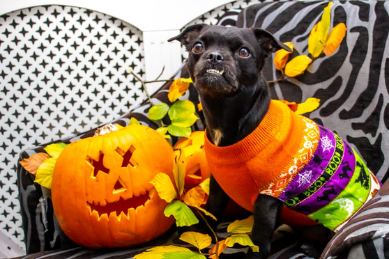 Halloween avec son animal : id&eacute;es, gourmandises et pr&eacute;cautions pour chiens, chats, lapins et chevaux